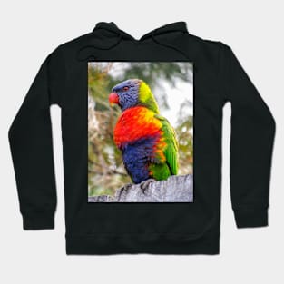 Rainbow Lorikeet Hoodie